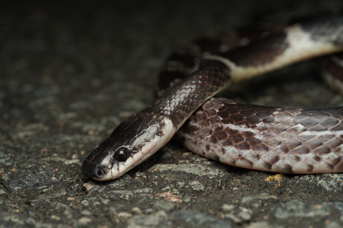 Formosa Wolf Snake