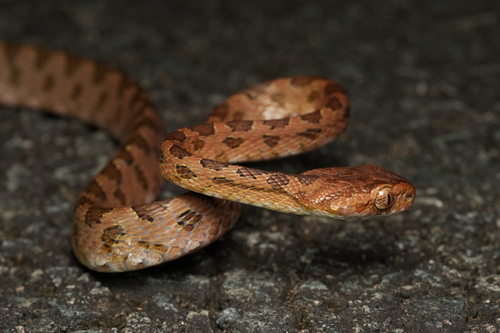Kelung Cat Snake