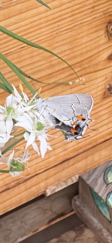Gray Hairstreak