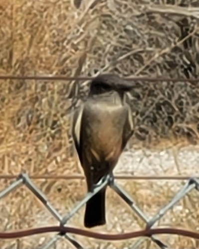 Say's Phoebe