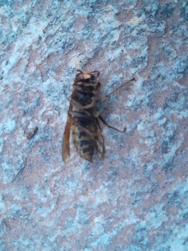 European Hornet