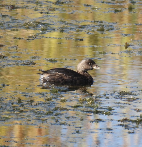 Pied-billed Grebe