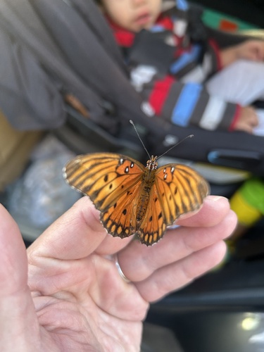 Gulf Fritillary