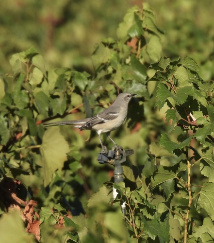 Northern Mockingbird