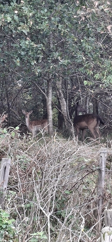 European Fallow Deer