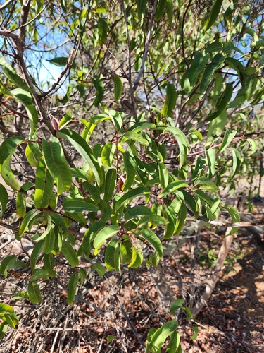 laurel sumac