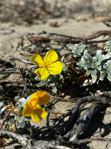 iNaturalist observation photo of beach suncup