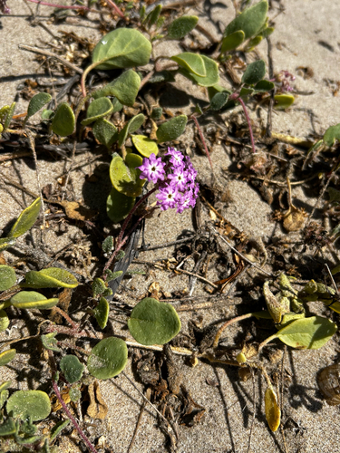 iNaturalist observation photo of Pink Sand Verbena