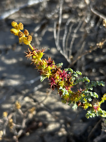 iNaturalist observation photo of Ragweeds