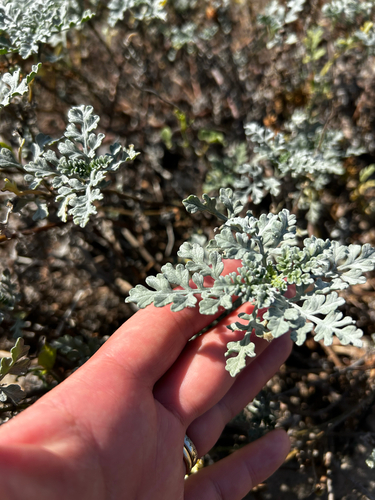 iNaturalist observation photo of silver beachweed