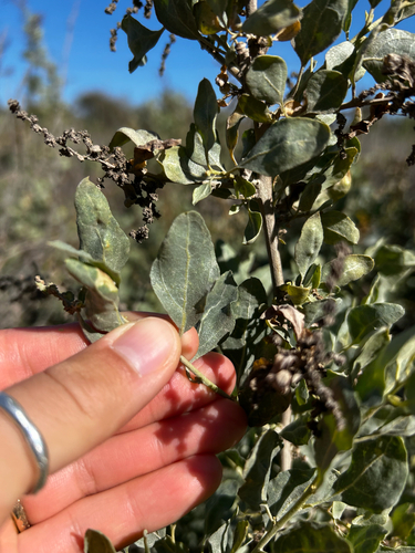 iNaturalist observation photo of big saltbush