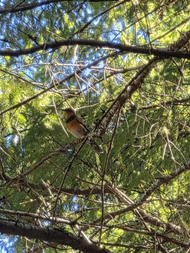 Varied Thrush