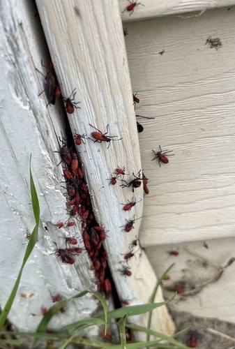 Eastern Boxelder Bug