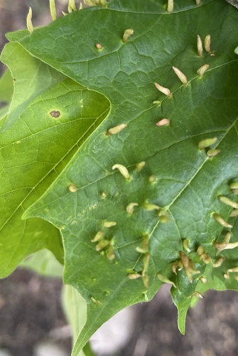 Maple Spindle Gall Mite