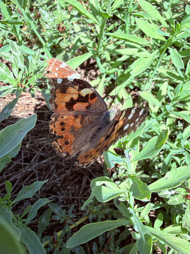 Painted Lady