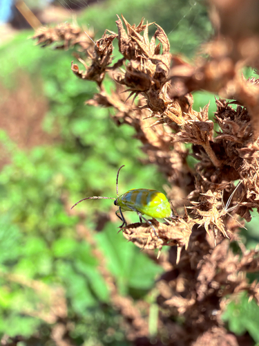 Banded Cucumber Beetle