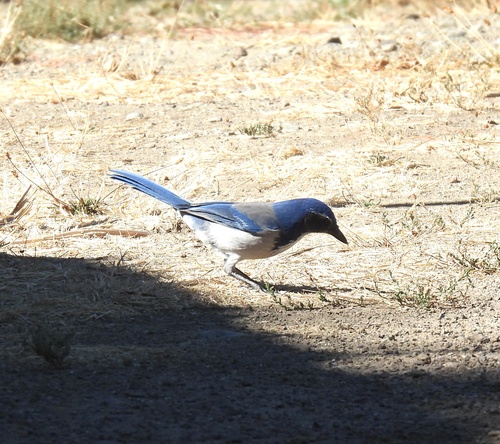 California Scrub-Jay