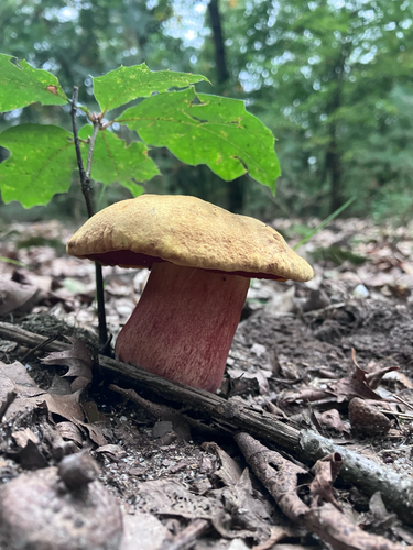 Dotted Stem Bolete