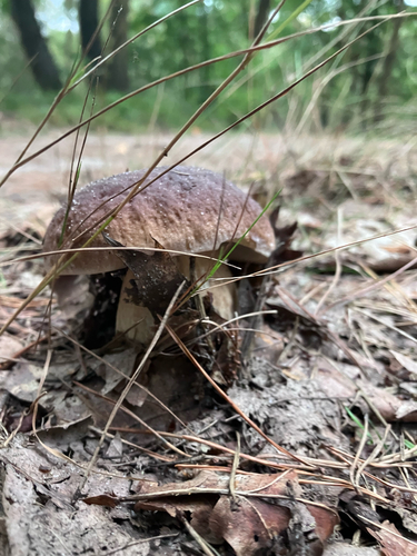 King Bolete