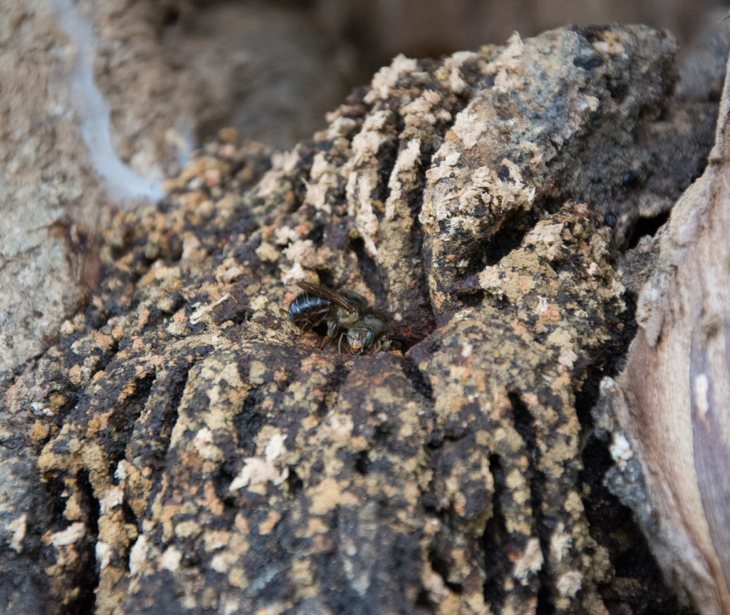 Melipona capixaba from Domingos Martins - ES, 29260-000, Brasil on ...