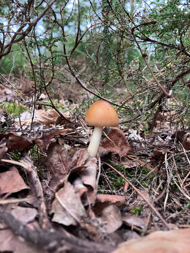 Tawny Grisette