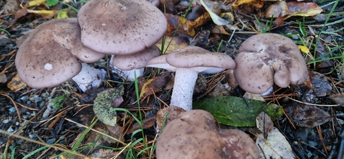 Blewit