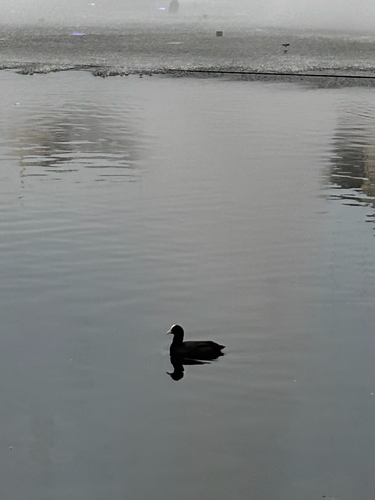 Eurasian Coot