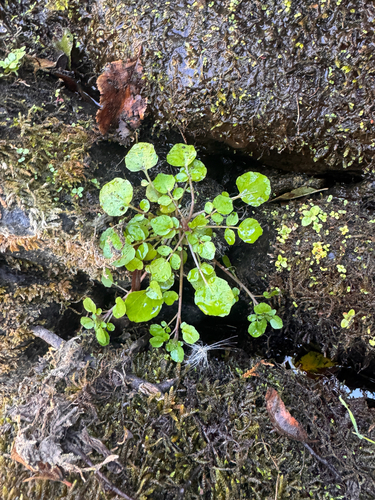 watercress