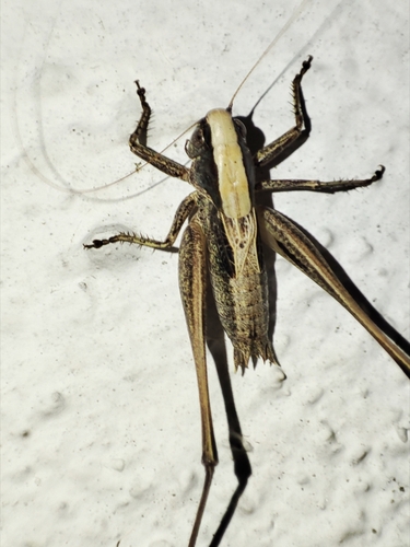 Uncertain Decorated Bush-cricket