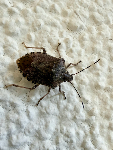 Brown Marmorated Stink Bug
