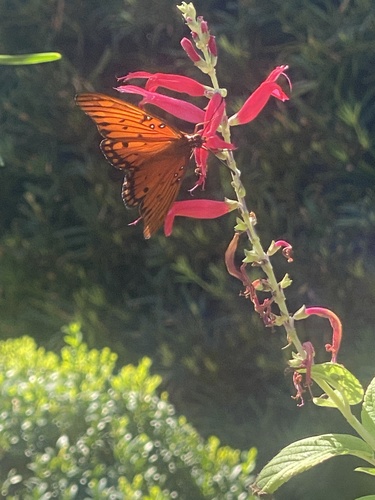Gulf Fritillary