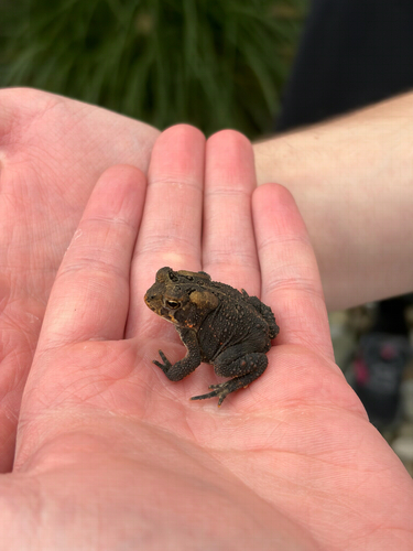 American Toad