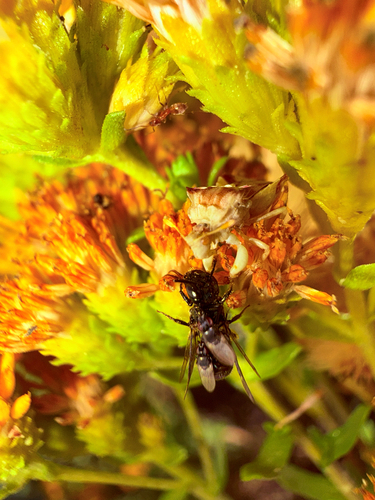 Phymata pacifica