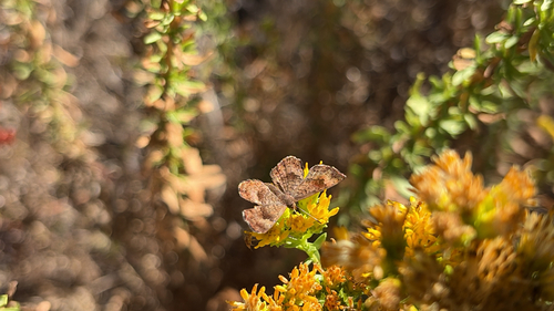Fatal Metalmark