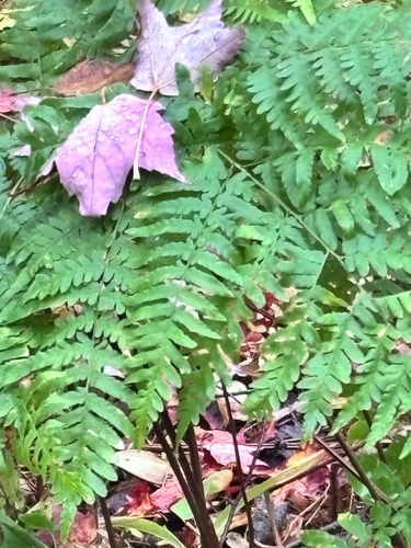 common bracken
