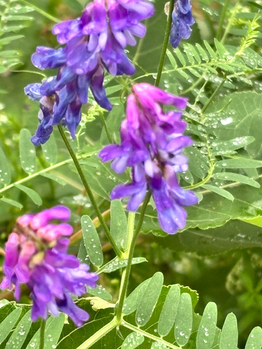 tufted vetch
