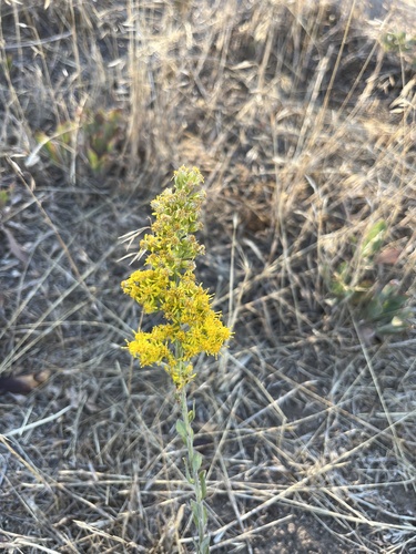 velvety goldenrod