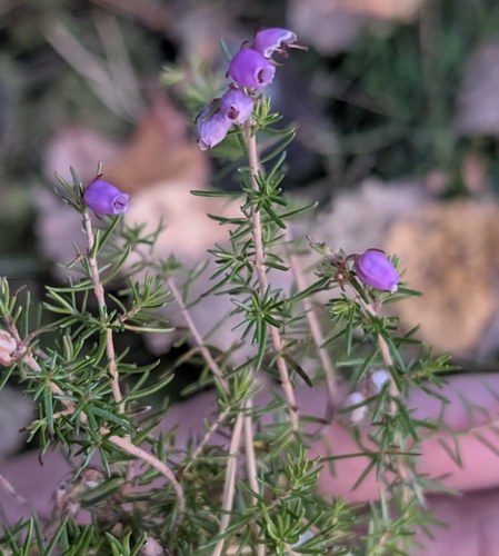 Bell Heather