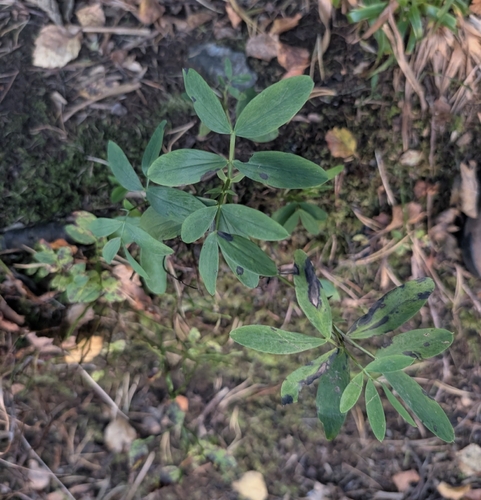Bitter Vetch