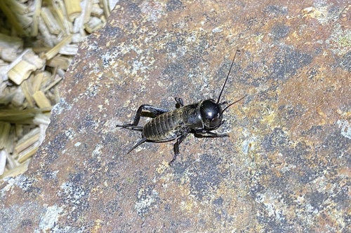 European Field Cricket