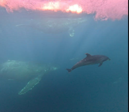 Common Bottlenose Dolphin