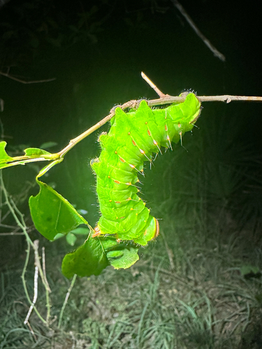 Polyphemus Moth