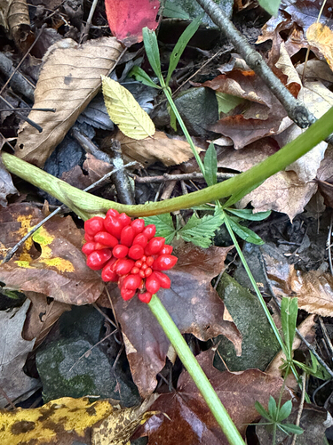 Jack-in-the-Pulpit