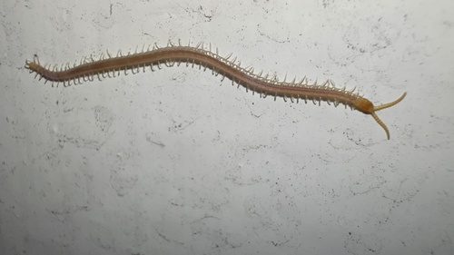 Luminous Centipede