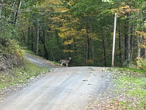 White-tailed Deer