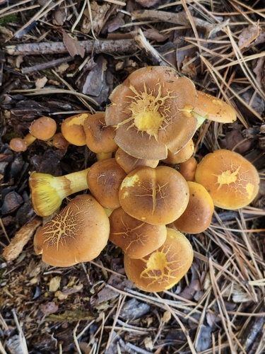 Sheathed Woodtuft