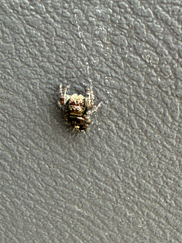 Bold Jumping Spider