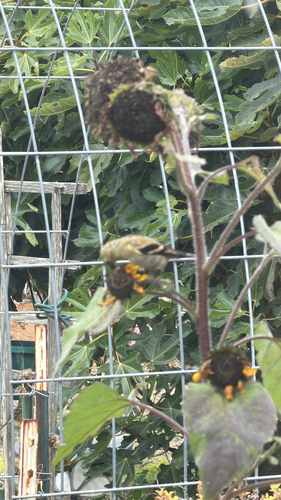 American Goldfinch
