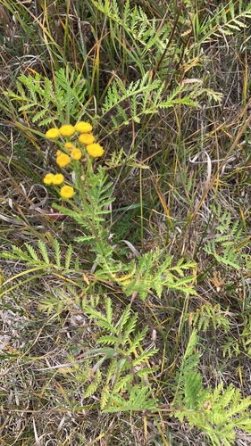 Common Tansy