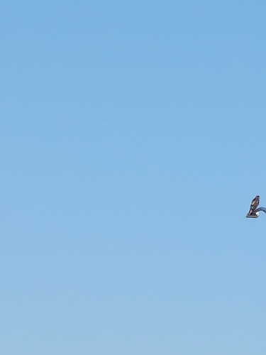Red-tailed Hawk